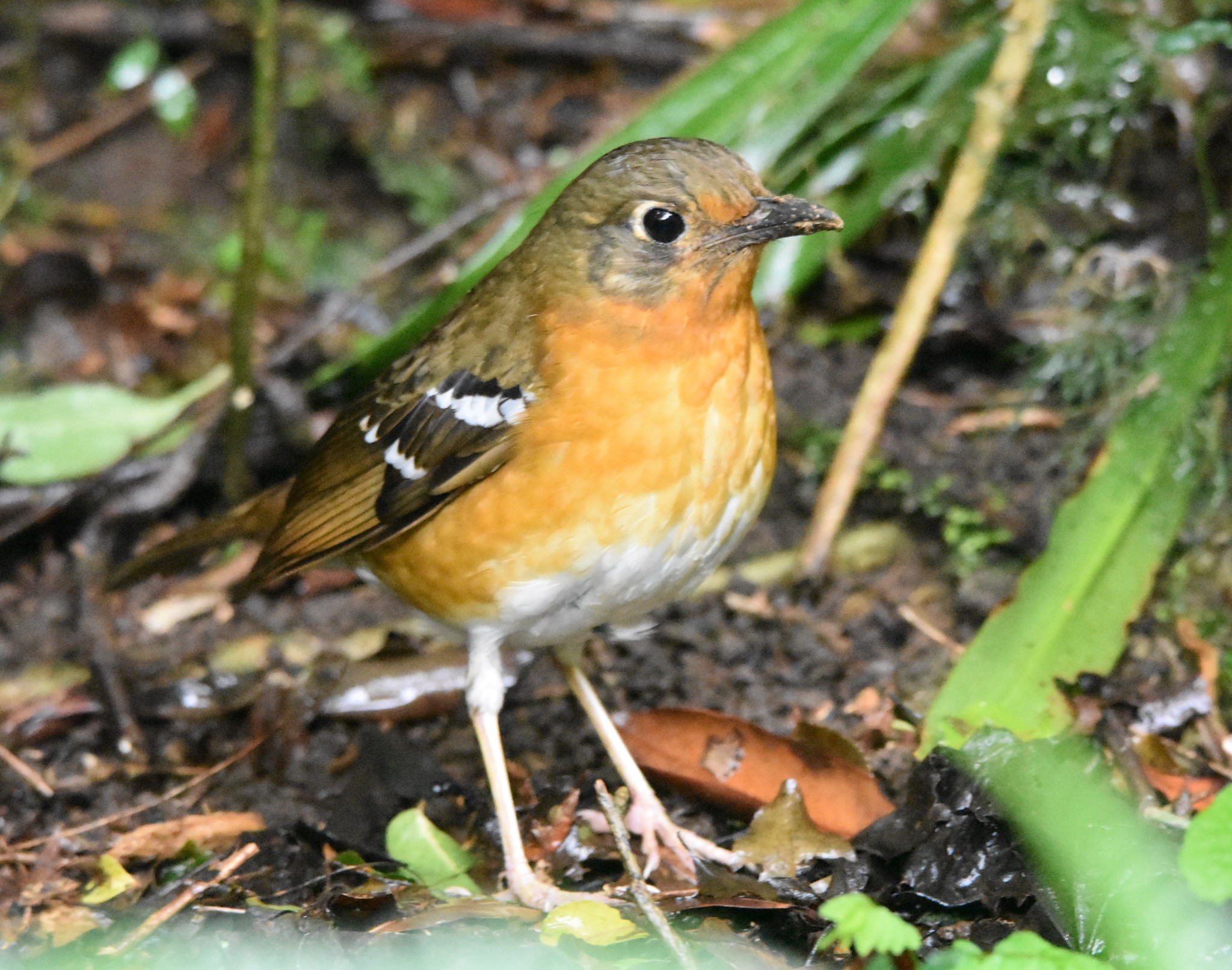 Orange Ground Thrush (Geokichla gurneyi), photo 8