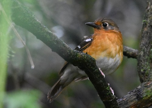 Orange Ground Thrush (Geokichla gurneyi), photo 6