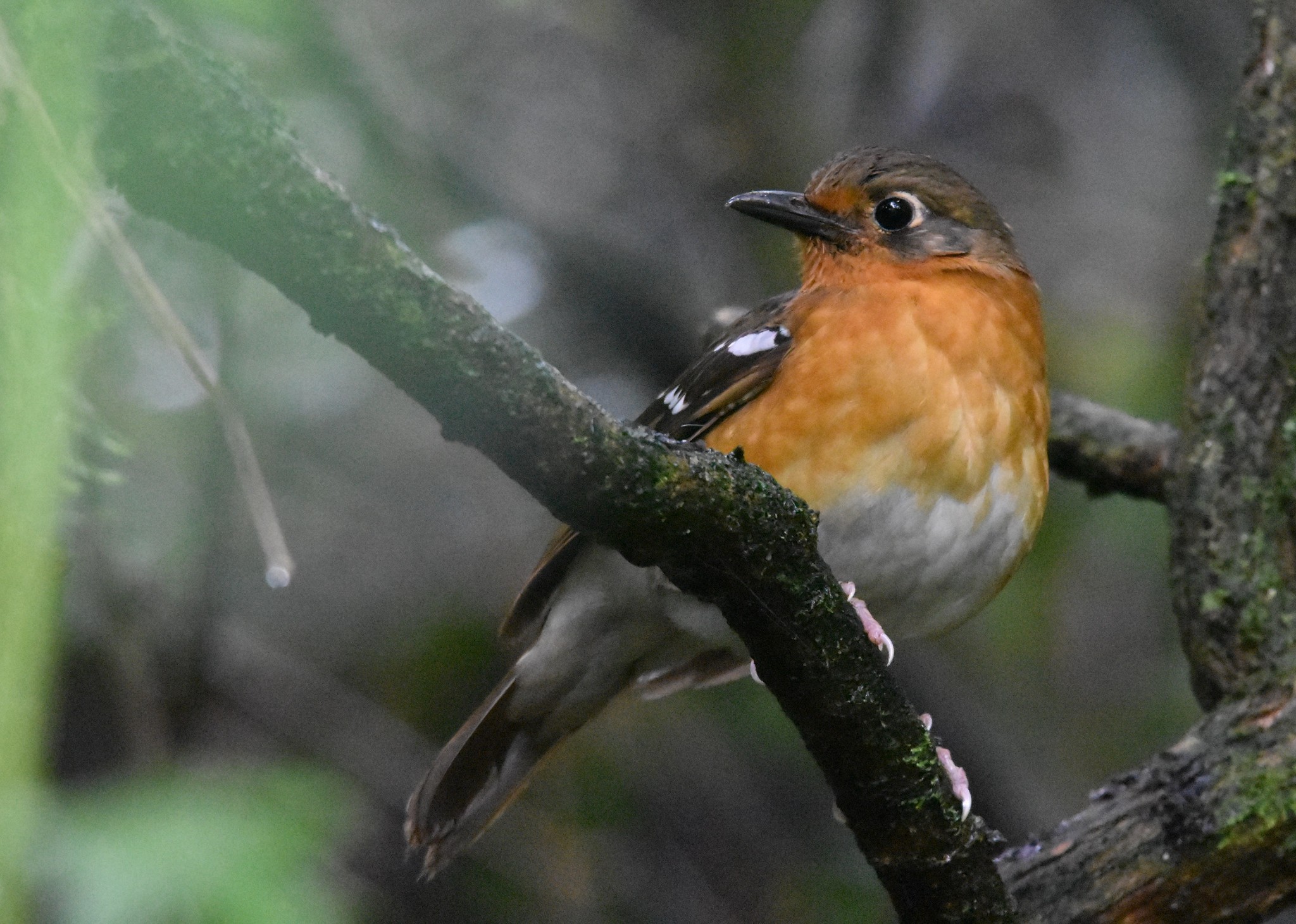 Orange Ground Thrush (Geokichla gurneyi), photo 6