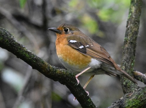 Orange Ground Thrush (Geokichla gurneyi), photo 9