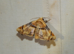Eutelia callichroma