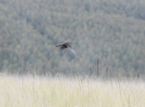 Striped Flufftail (Sarothrura affinis)