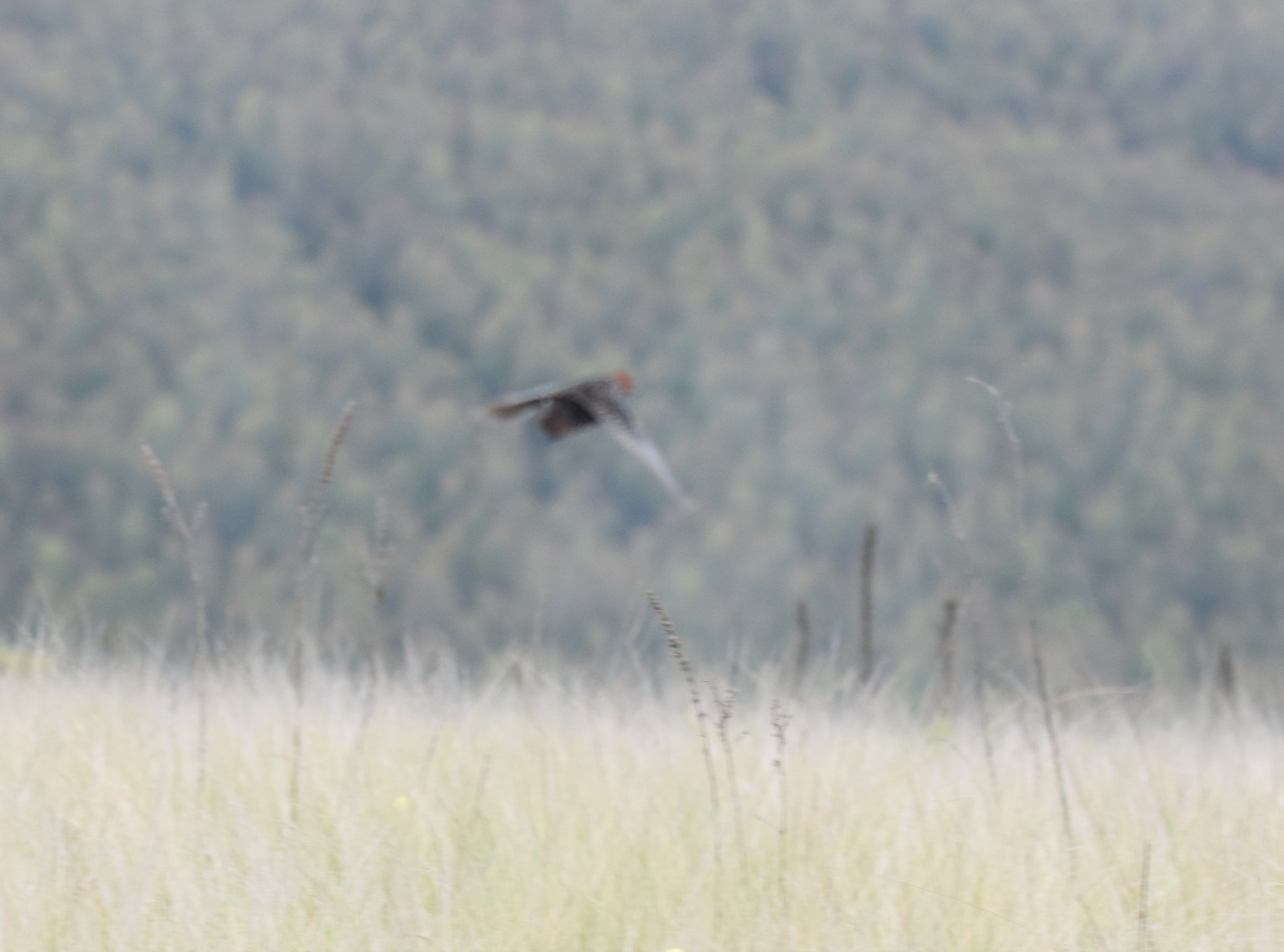 Striped Flufftail (Sarothrura affinis), photo 1