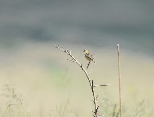 Pale-crowned Cisticola (Cisticola cinnamomeus), photo 6