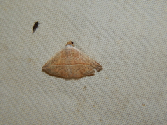 Eublemma gayneri