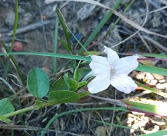 Ruellia pilosa
