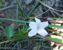 Ruellia pilosa