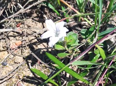 Ruellia pilosa