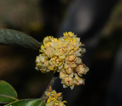 Litsea glaucescens