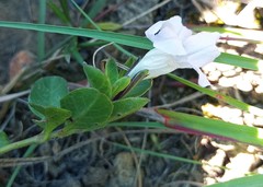 Ruellia pilosa
