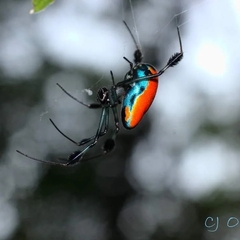 Leucauge sarawakensis