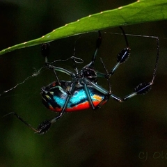 Leucauge sarawakensis