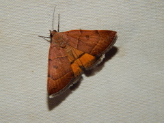 Plecopterodes moderata