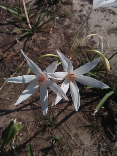 Crinum image