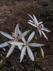 Crinum mccoyi image