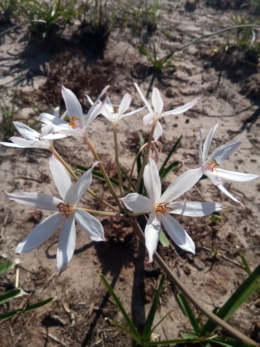 Amaryllidaceae image