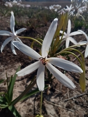 Crinum mccoyi image