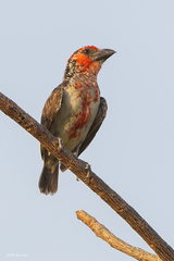 Lybius vieilloti