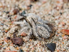 Marusyllus aralicus