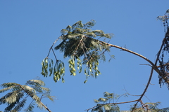 Parkia timoriana