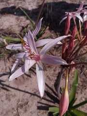 Crinum mccoyi image