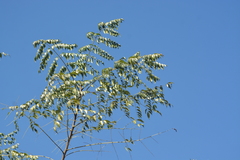 Parkia timoriana