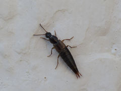 Raphirus