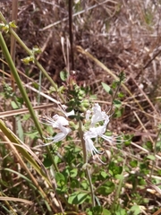 Orthosiphon sarmentosus
