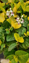Angiospermae