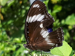 Hypolimnas bolina bolina