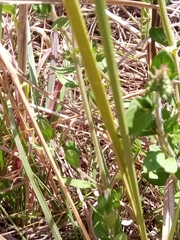 Orthosiphon sarmentosus