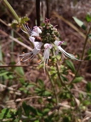 Orthosiphon sarmentosus