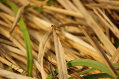 Brachythemis contaminata
