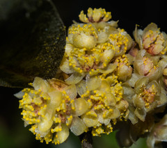 Litsea glaucescens