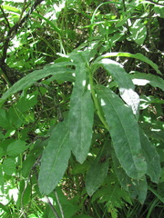 Erysiphe azaleae