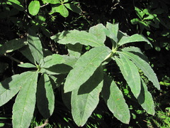 Erysiphe azaleae
