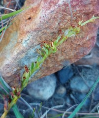 Holothrix burchellii