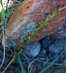 Holothrix burchellii