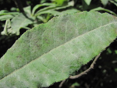 Erysiphe azaleae