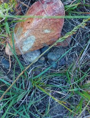 Holothrix burchellii