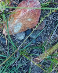 Holothrix burchellii