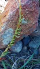 Holothrix burchellii