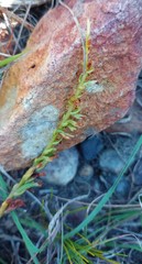 Holothrix burchellii