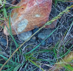 Holothrix burchellii