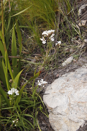 Image of Schizorhiza neglecta by (c) Tony Rebelo, some rights reserved (CC BY-SA)