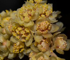 Litsea glaucescens