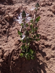 Orthosiphon sarmentosus