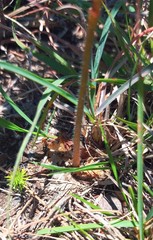 Holothrix burchellii