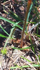 Holothrix burchellii