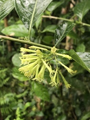 Nachtjasmin (Cestrum nocturnum): Herkunft und Verwendung — Foto 2